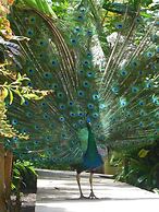 Hotel Playazul