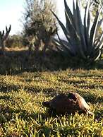 Les Jardins De Taja