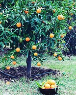 Les Jardins De Taja