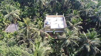 Areca Palms
