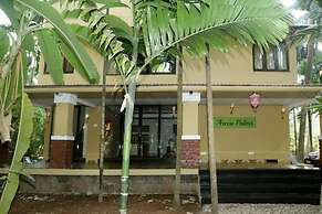 Areca Palms