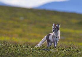 Fjällfrid Stugor