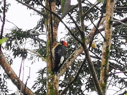 La Palmera Real