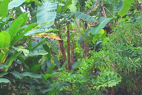 Ceiba Tree Lodge