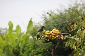 Ceiba Tree Lodge
