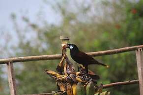 Ceiba Tree Lodge