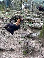 Podere Spedalone