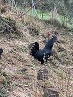 Podere Spedalone