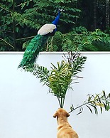Silence Garden
