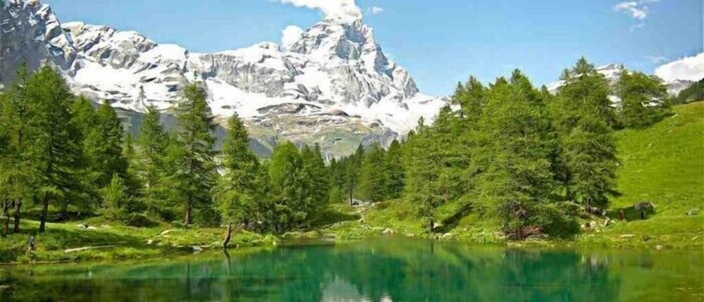 Il Tulipano