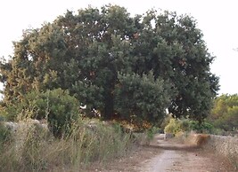 Finca Son Josep de Baix