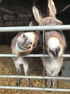 Coombeshead Farm