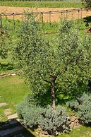 Al Podere di Rosa