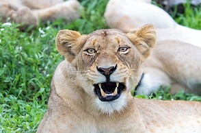 Tangala Safari Camp