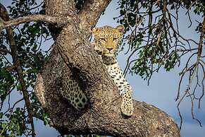 Tangala Safari Camp