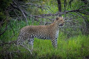Tangala Safari Camp