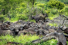 Tangala Safari Camp