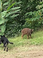 Juhu Farmstay