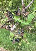 Juhu Farmstay