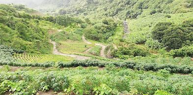 Juhu Farmstay