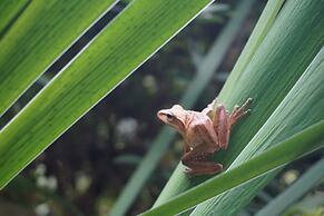 Juhu Farmstay