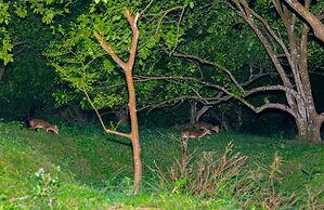 Juhu Farmstay