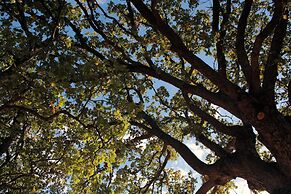 Le due querce