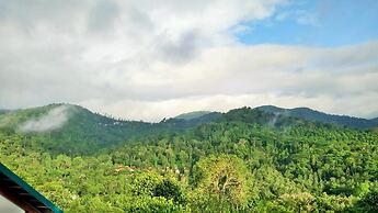 Forest Canopy