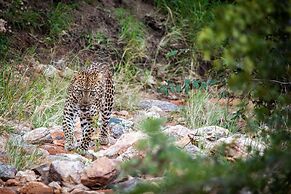 Garonga Safari Camp