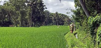 Kubu Jamu Ubud