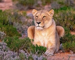 Kuganha Luxury Tented Camp