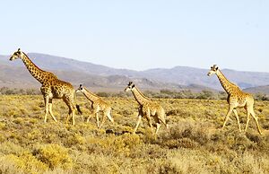Kuganha Luxury Tented Camp