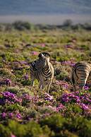 Kuganha Luxury Tented Camp