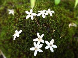 Pension Wildflowers