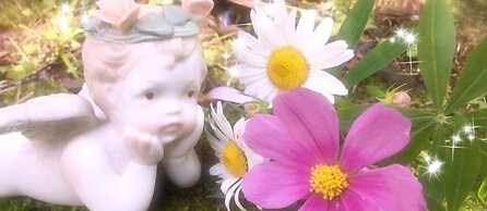 Pension Wildflowers