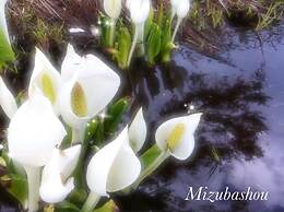 Pension Wildflowers