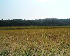 Nanauraso