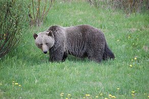 A Bear and Bison Inn