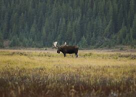A Bear and Bison Inn