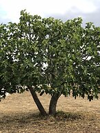 B&B Le Ginestre