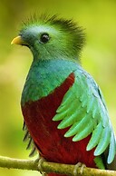 Mount Totumas Cloud Forest