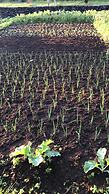Make It Happen Farm
