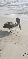 Hotel Pelican
