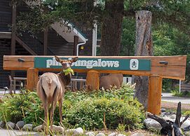 Pine Bungalows