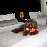 Stay Inn Hotels