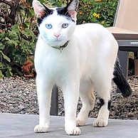El Cielo Azul