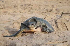 Turtle Guest House