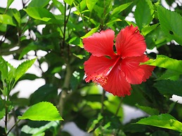 Sun Mape no Yado