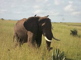 Pakuba Safari Lodge