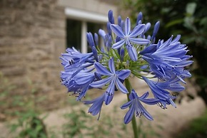 Aux Agapanthes